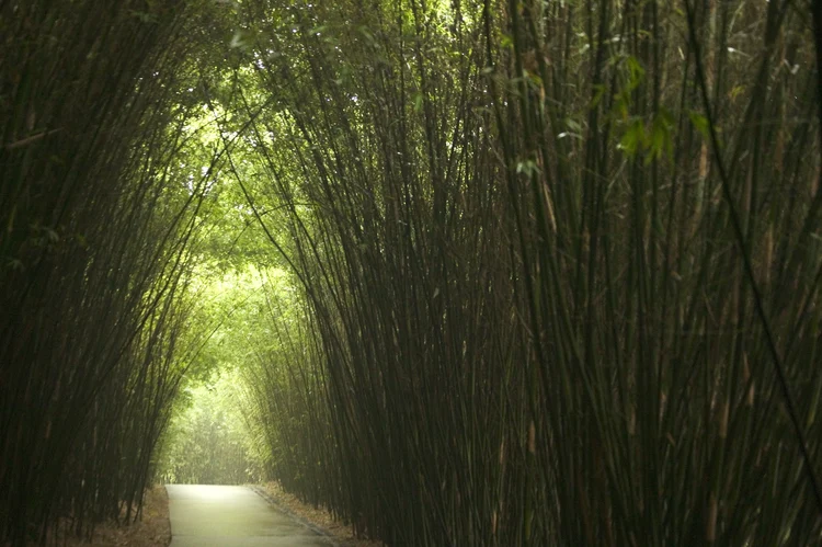 bamboo tunnel